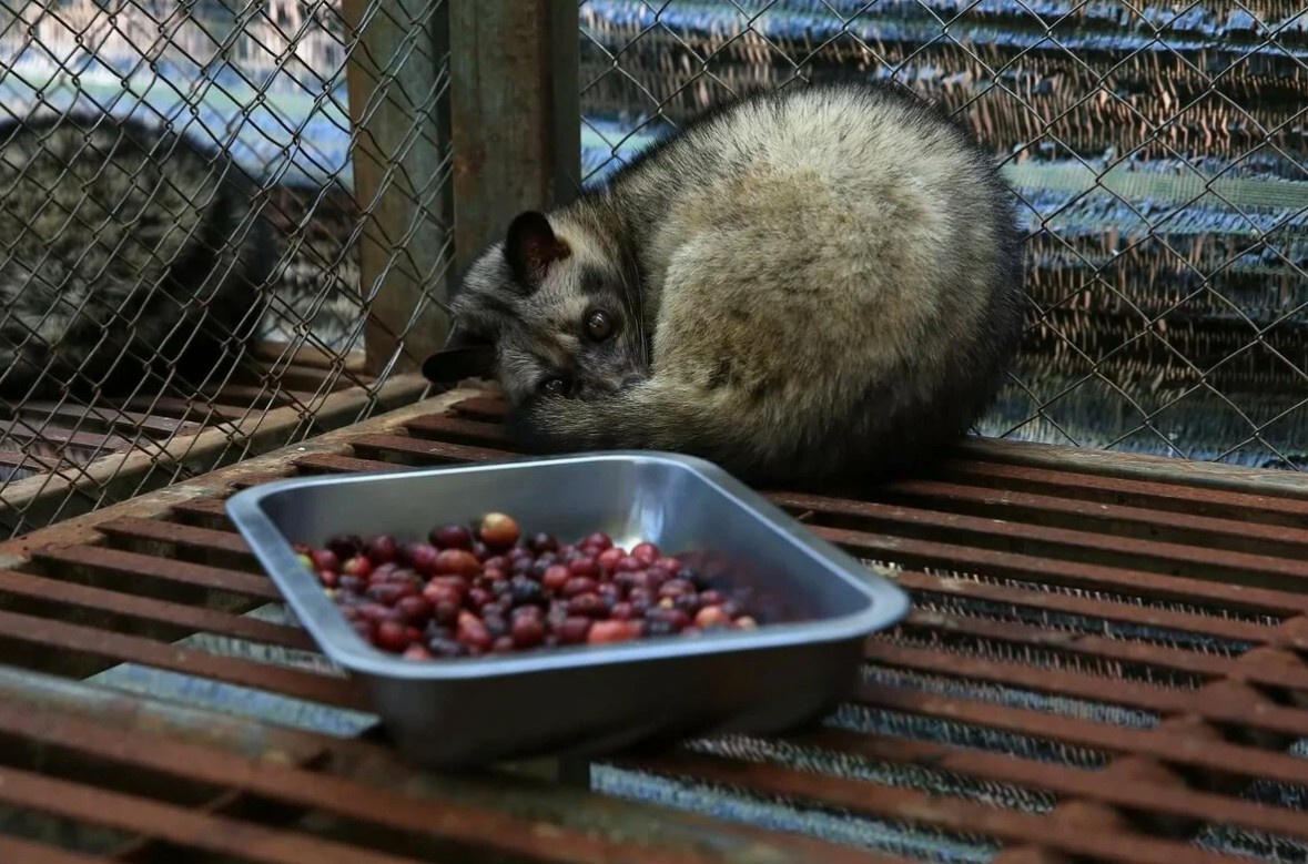 Печальная реальность: циветта в клетке ради дорогого кофе