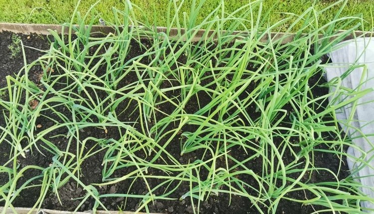    Фото: Лукьянов Дмитрий, AgroXXI.ru