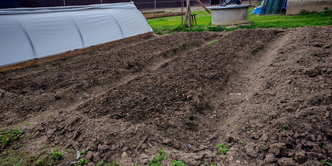 Думал, поздние посевы не успеют, пока не попробовал эти 4. За 45 дней собрал урожая на 12 банок