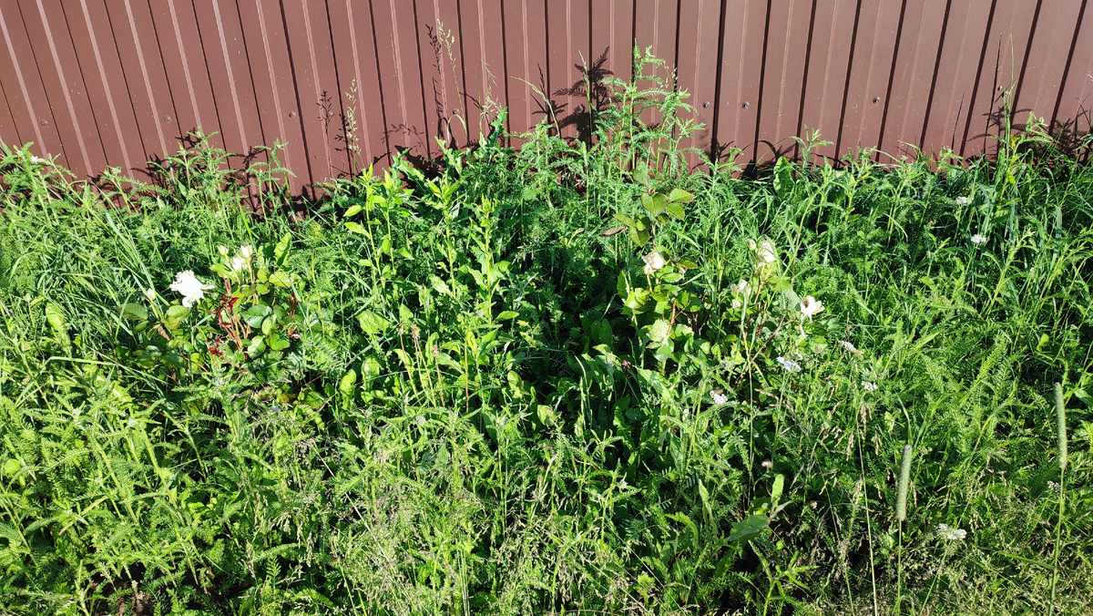 Фотография: найдите два куста роз. Это не мои розы