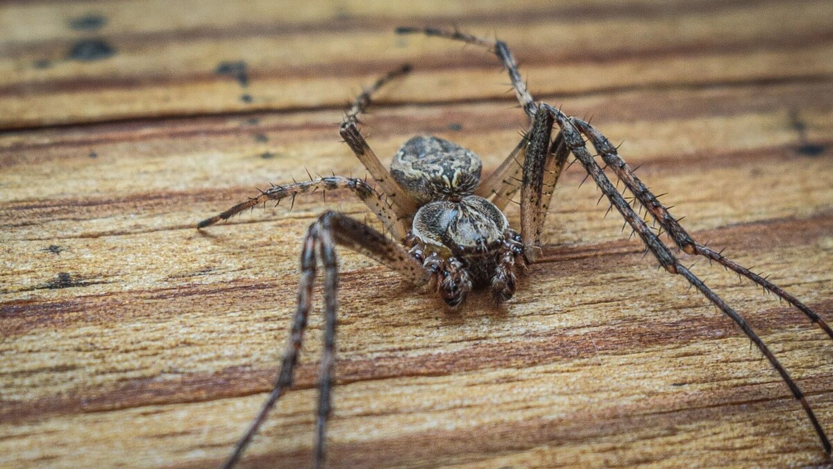     Источник: 1MI