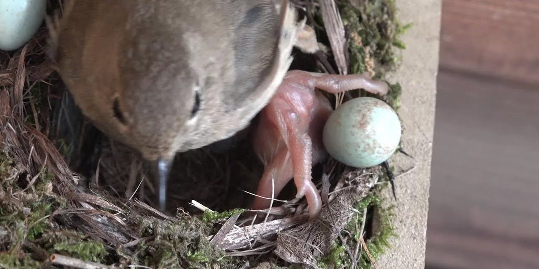Кукушка: Дорогая, мы вырастили чудовище. Подлость этой птицы доходит до крайностей