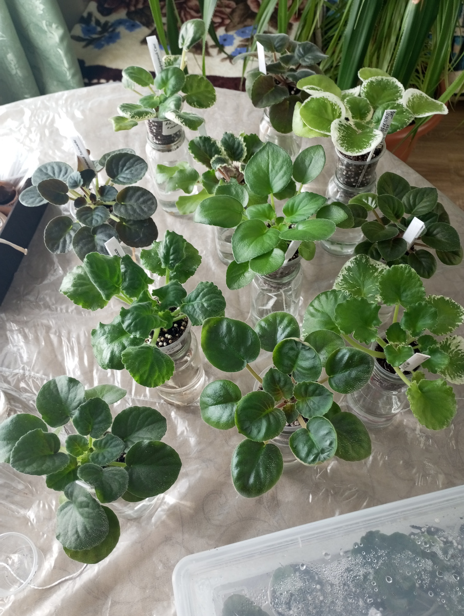 Всегда приятно и волнительно доставать со стеллажей очередных подросших деток- стартеров, готовых отправиться во взрослую фиалочную жизнь. Приятно вдвойне, ведь ещё и место  на полках для новых малышей, переходящих на фитиль после теплички, освобождается! 