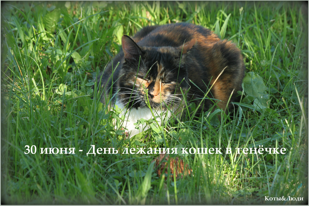 Коллаж и фото автора