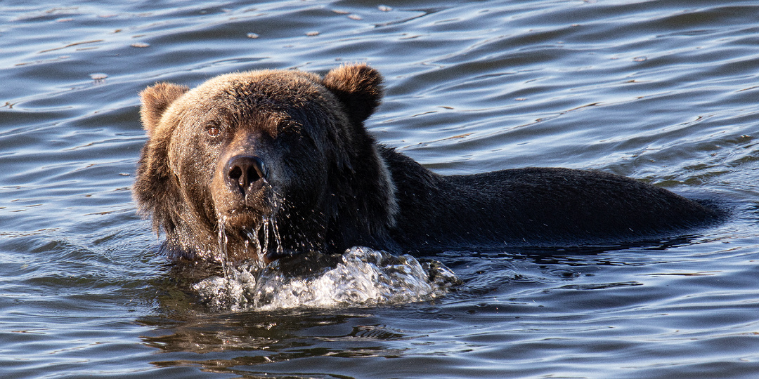 Когда медведь бежит на тебя: мои случаи из тайги
