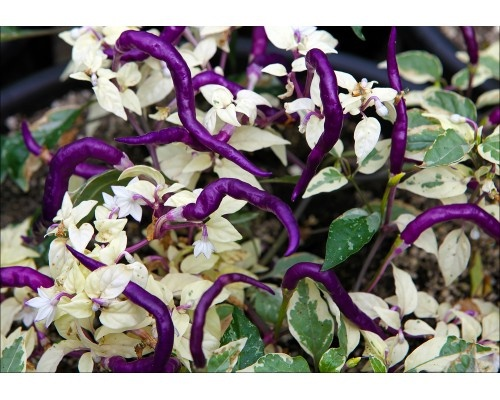 Фото с сайта продавца pepperseeds.ru