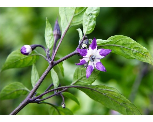 Фото с сайта https://pepperseeds.ru