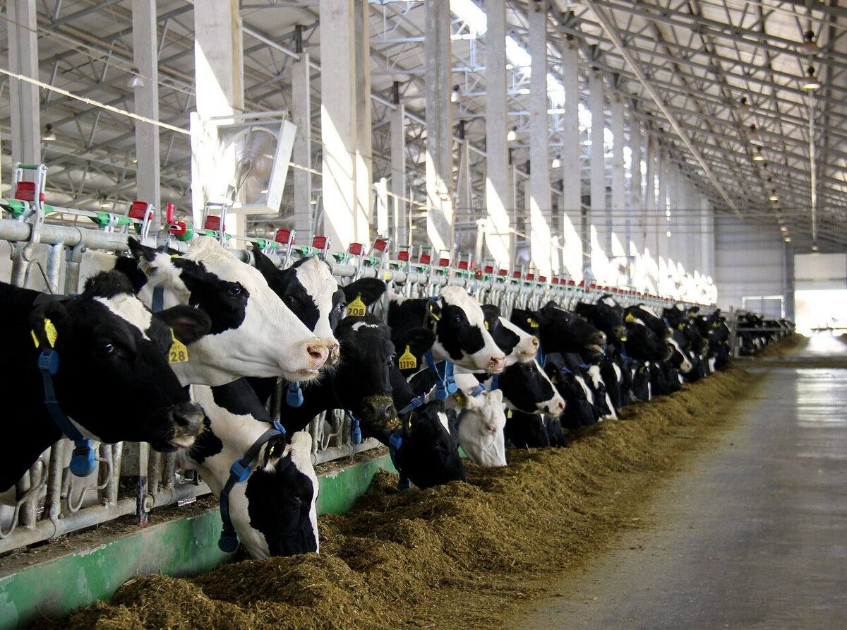 Источник: https://t.me/bolecon