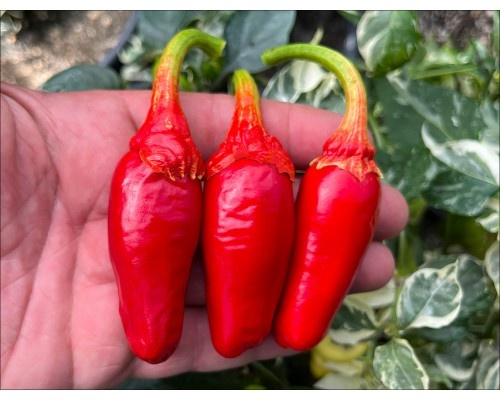 Острый Перец Bleeding Beauty