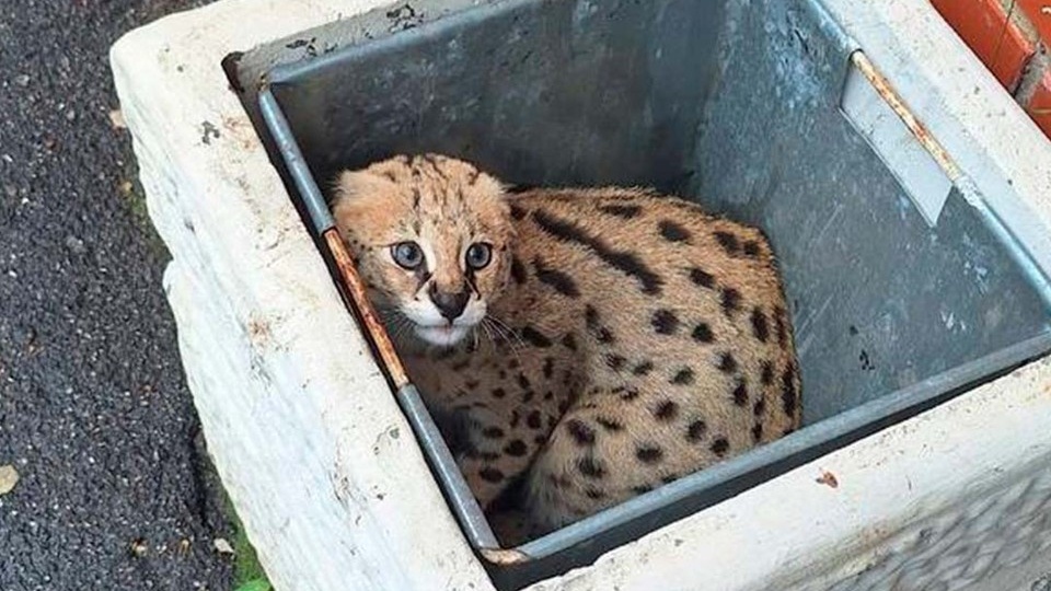 Сервала за 1 млн рублей нашли в мусорке на юге Петербурга