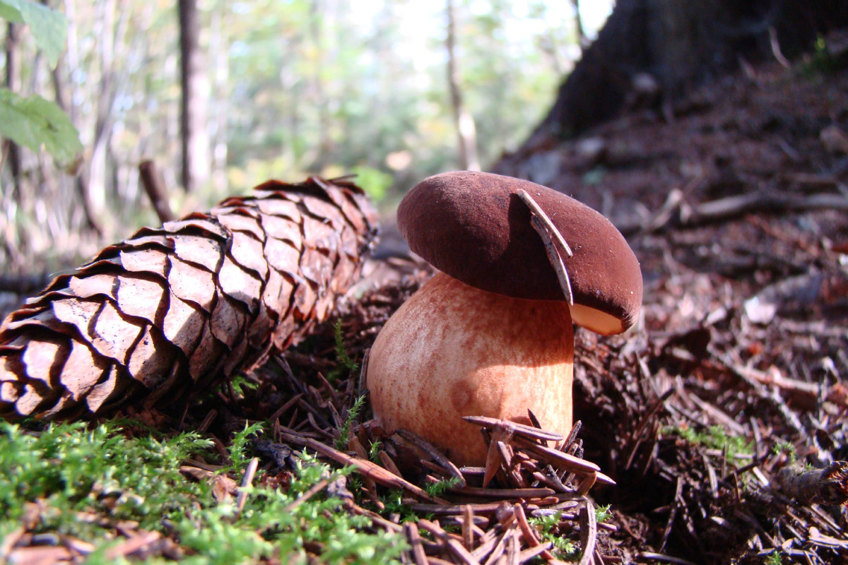 Фото Лидии Бам. Самый красивый польский гриб))
