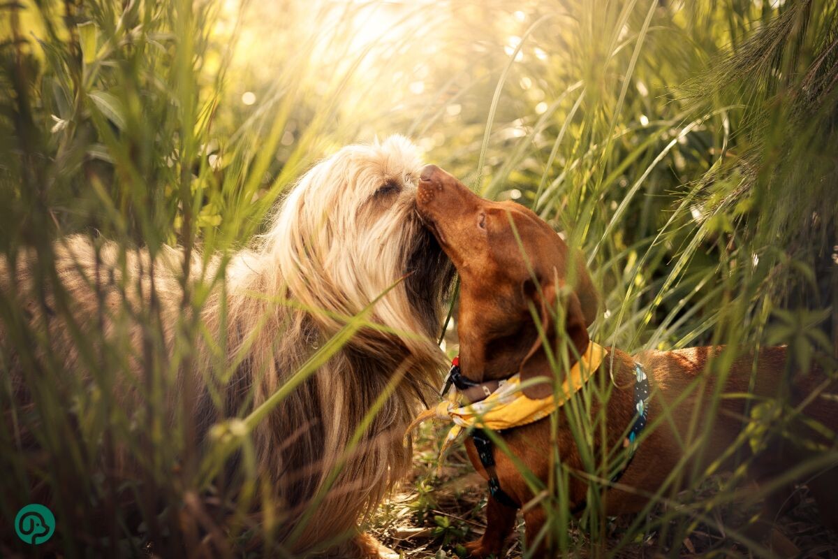 Собачья любовь ❤️