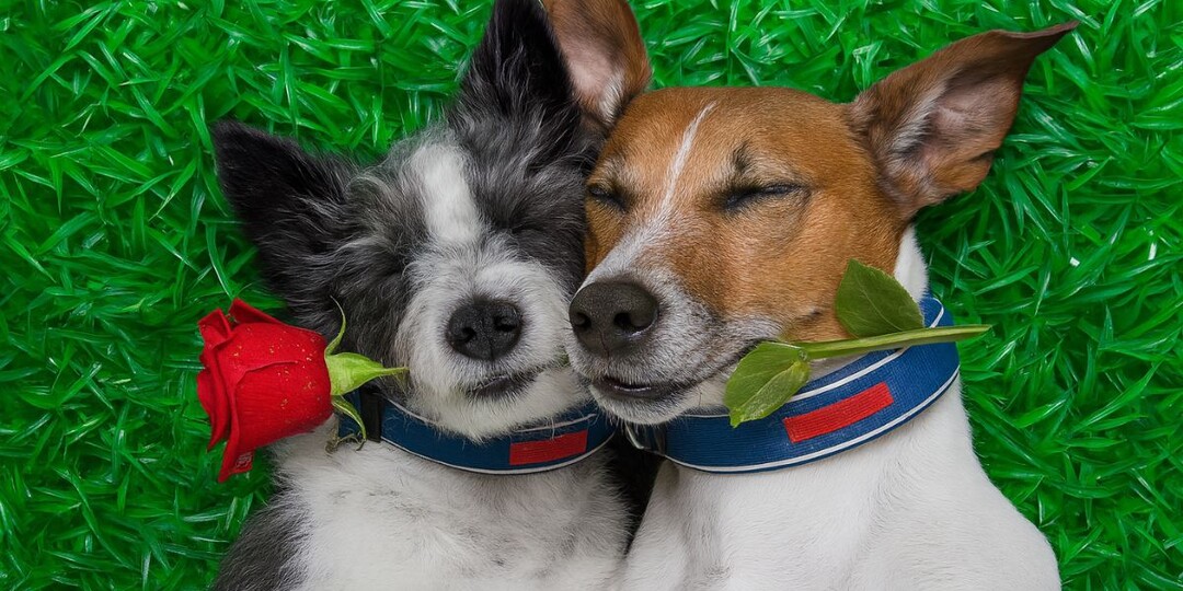 Могут ли собаки влюбляться в собак: что такое собачья любовь на самом деле