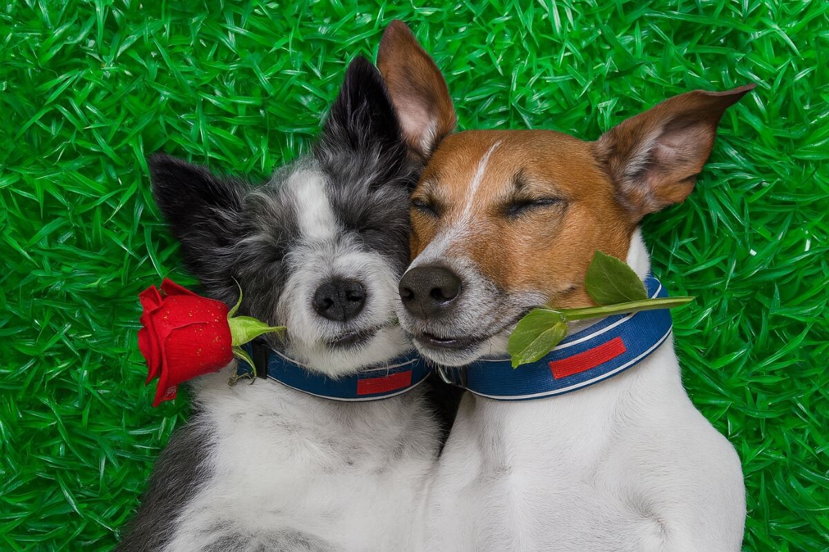 Могут ли собаки влюбляться в собак