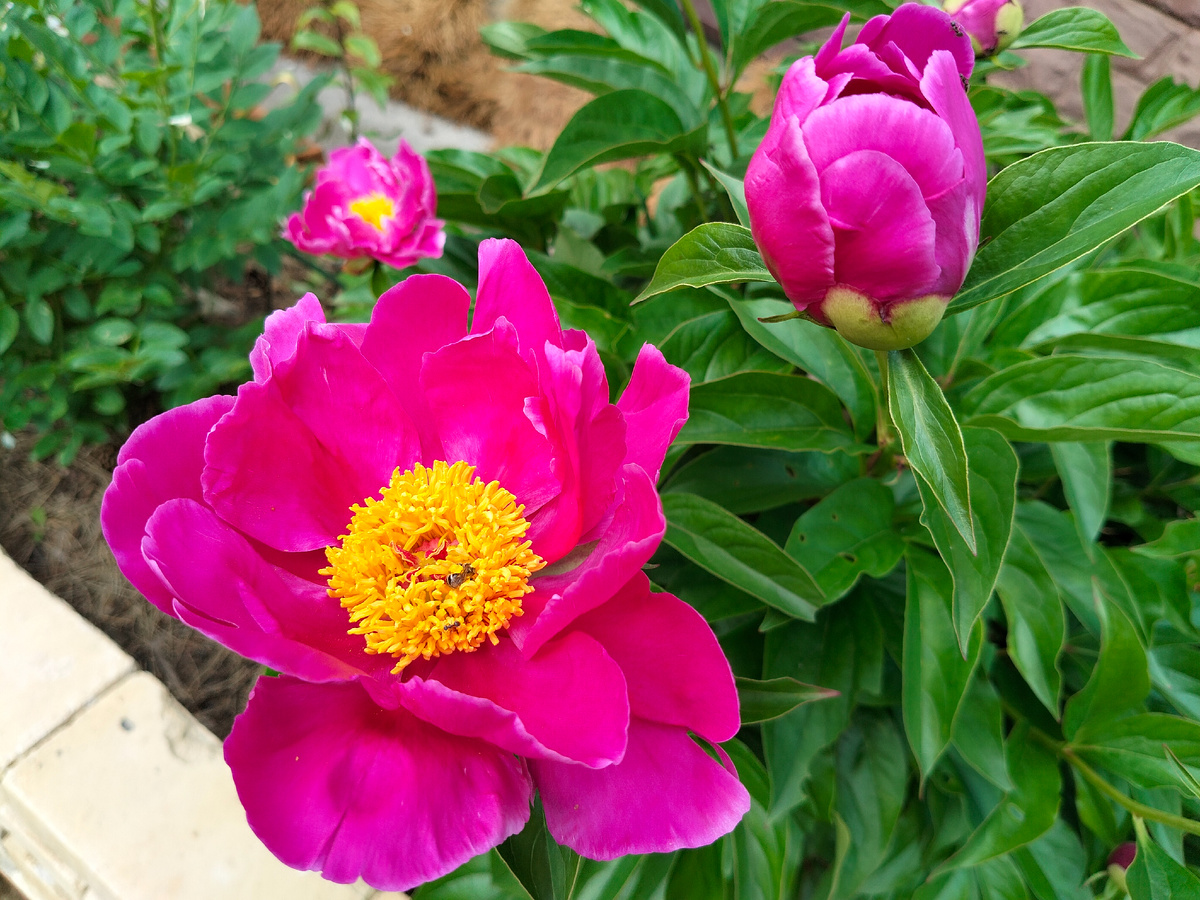 Пион 'Колор Магнет' (Color Magnet) в нашем саду. Фото автора @Маша Генералова