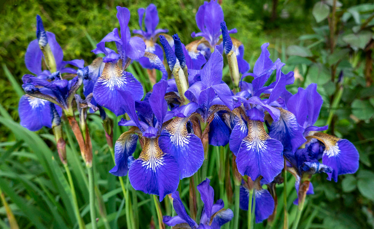 Сибирский ирис