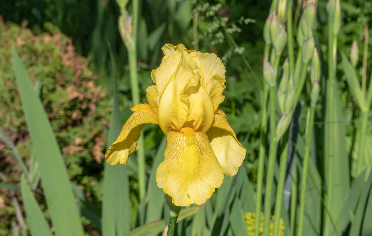 Бородатый ирис