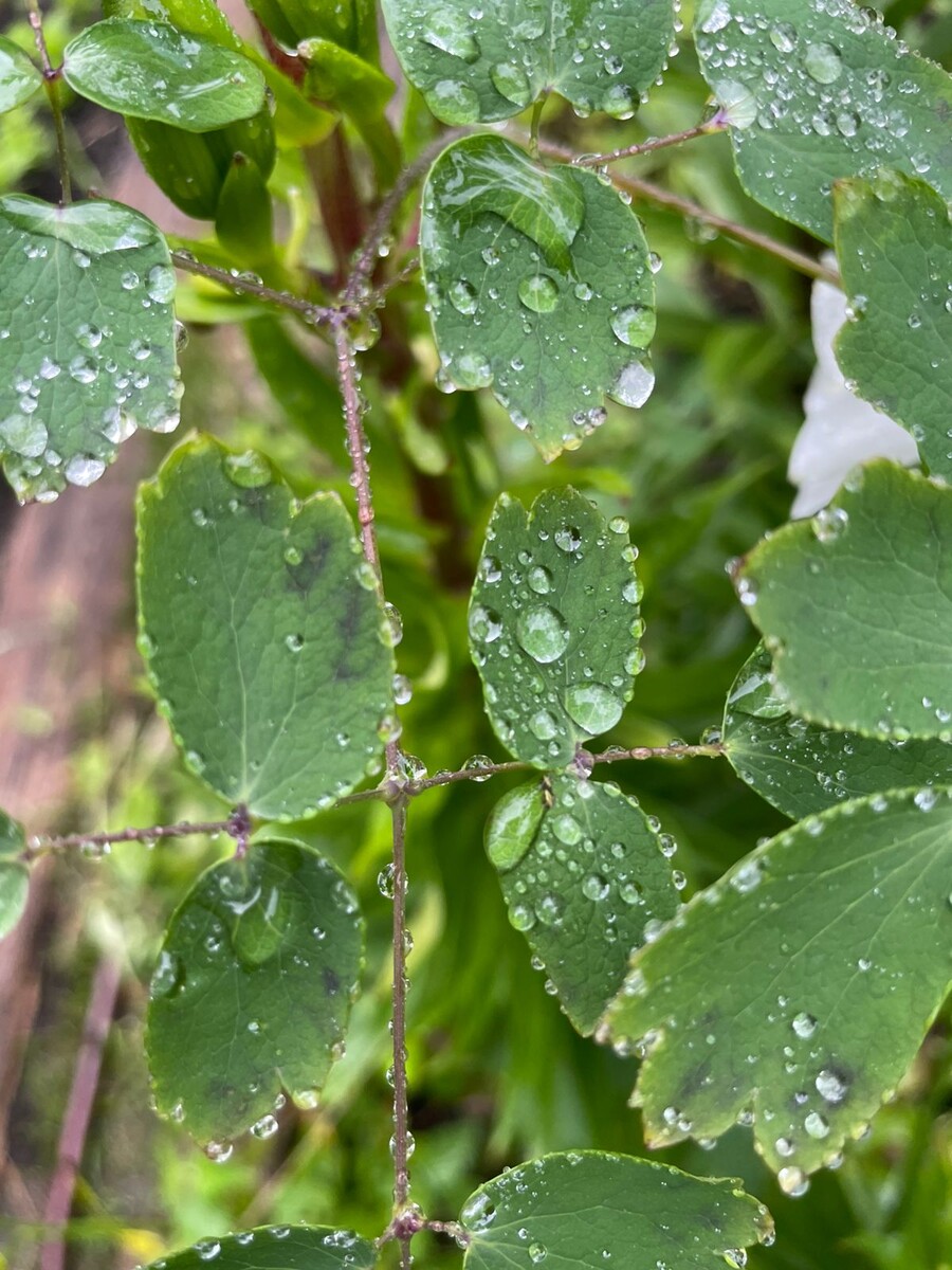 Лист василистника водосборолистного