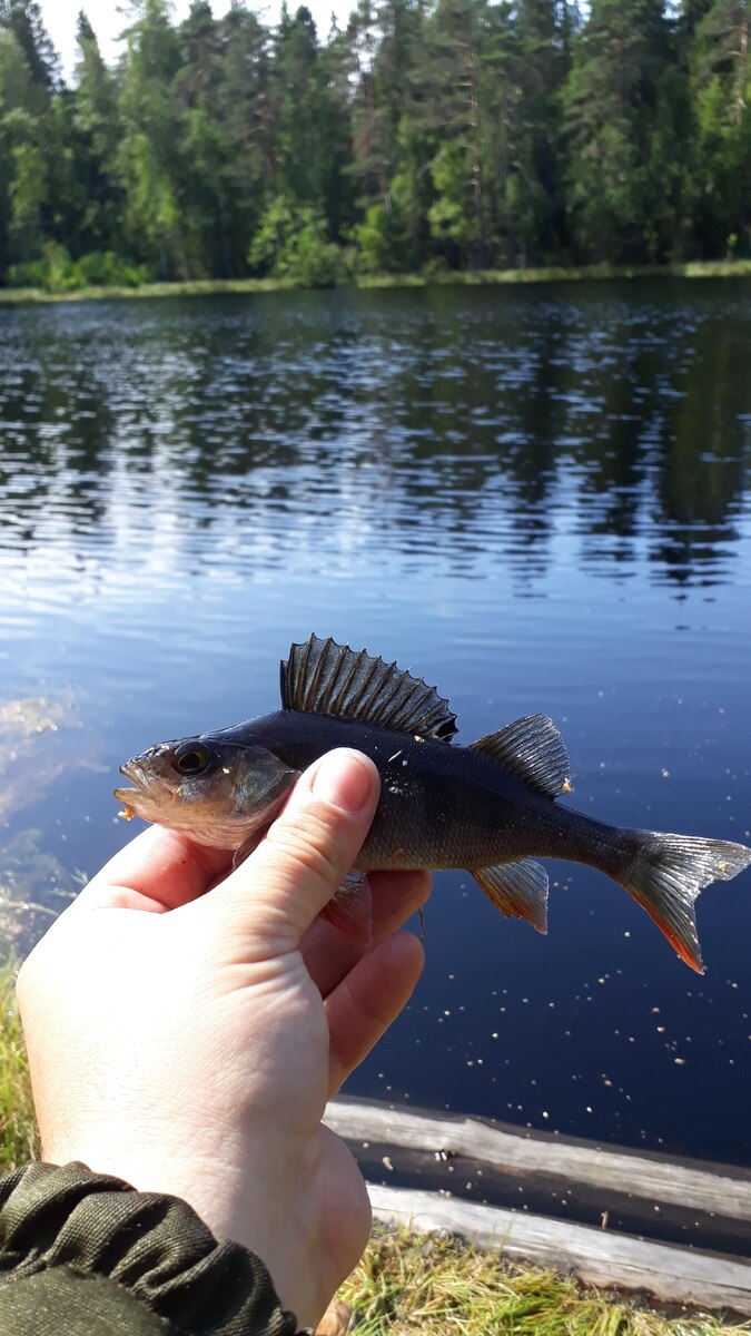 Болотный кочегар)