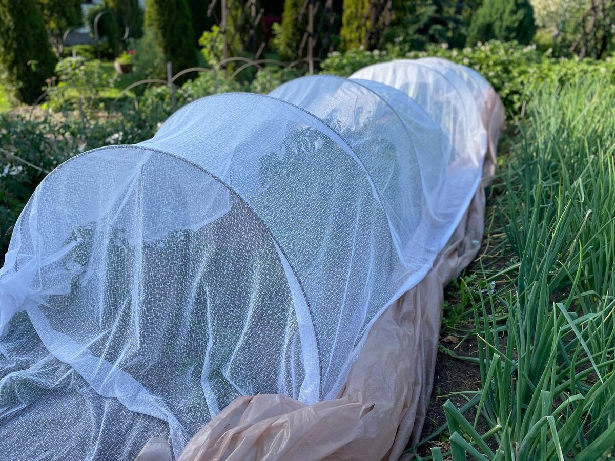 Нравится использовать в огороде старый тюль. Он не парусит. Закрыла им перцы. Фото автора