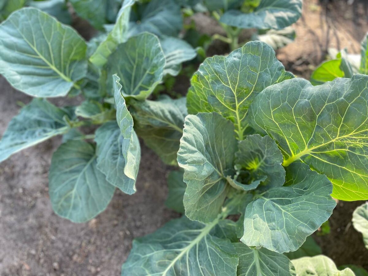 Капуста. Фото автора