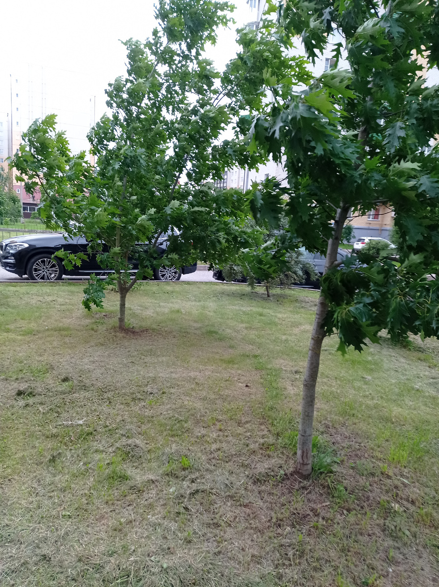 Три дубочка на углу уже рощица. 