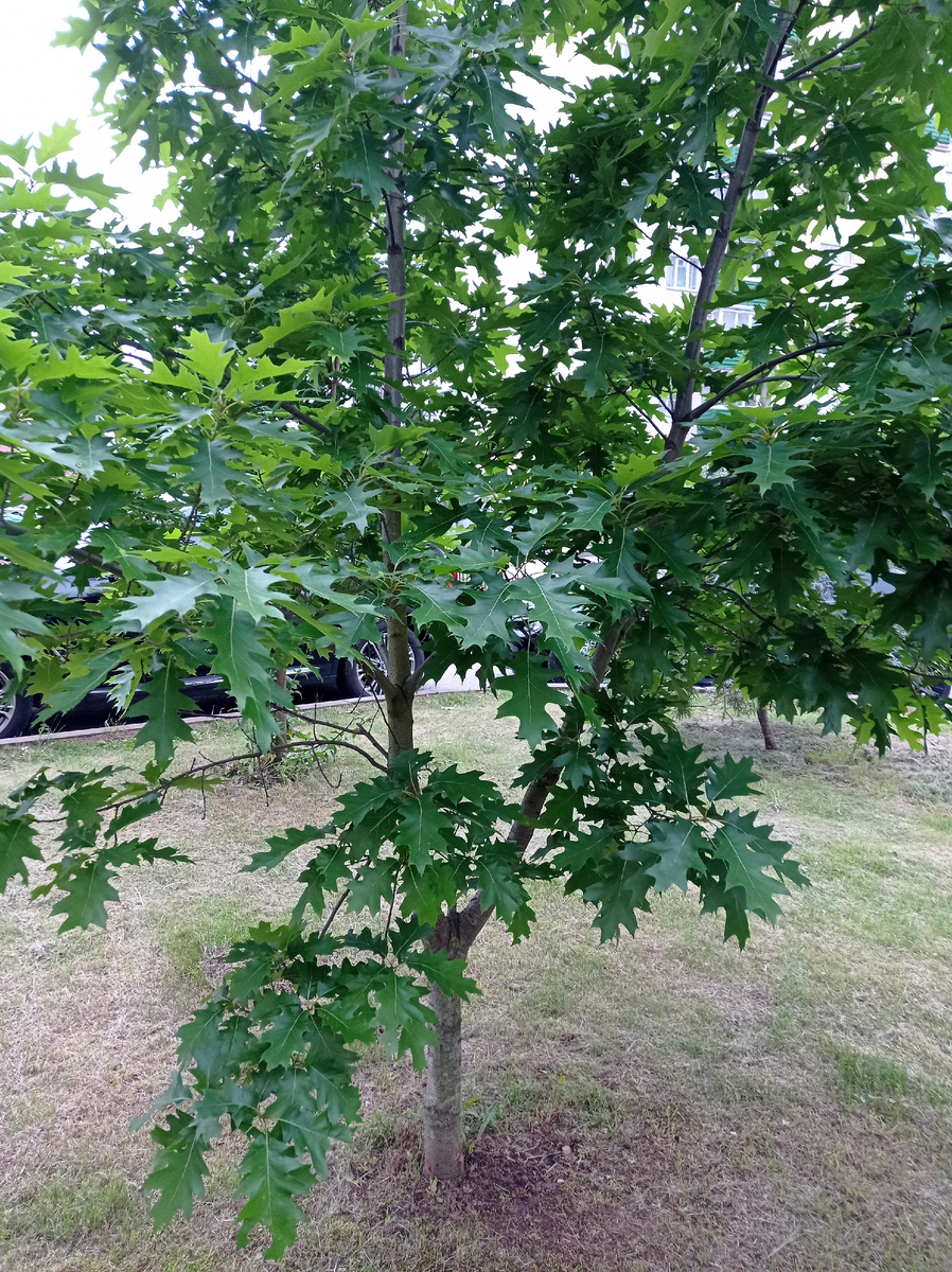 Молодой дубок. 