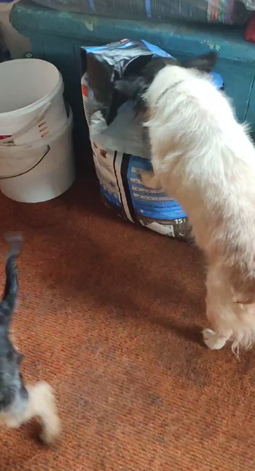 Клёпа найдет корм где угодно! Прятать бесполезно...