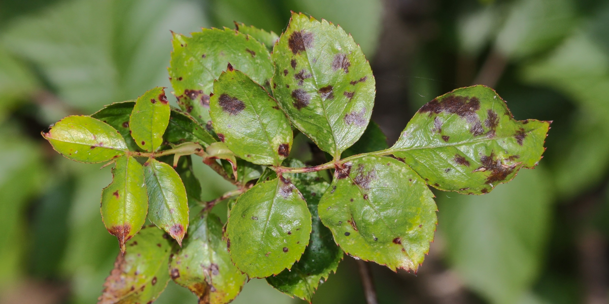 Пятнистость роз. Источник фото: https://lifehacker.ru/chyornaya-pyatnistost/