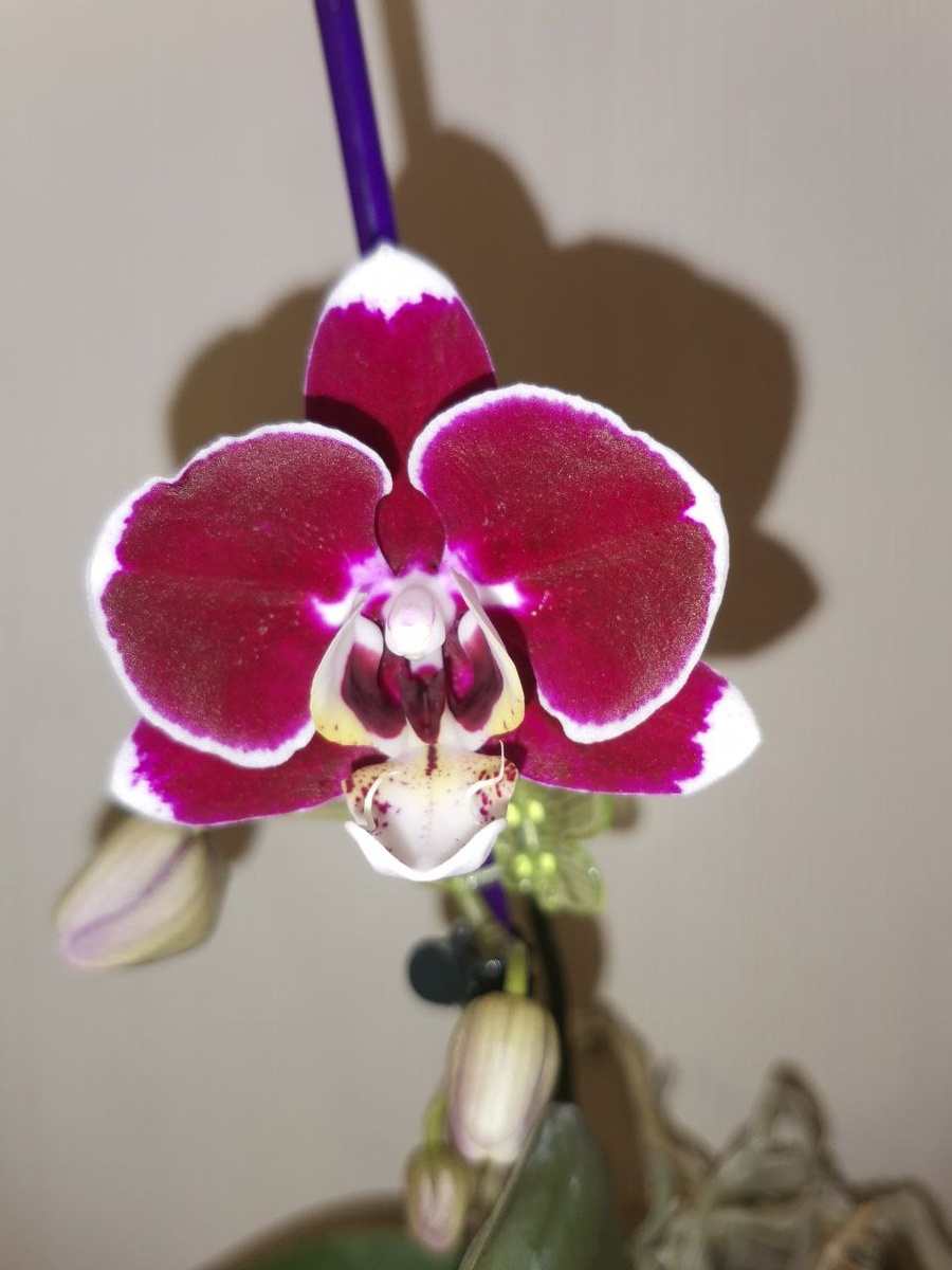 Как раз сейчас зацветает. На ней и пробовала в свое время Радифарм