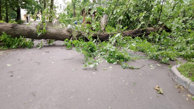 Фото: администрация Гатчинского округа
