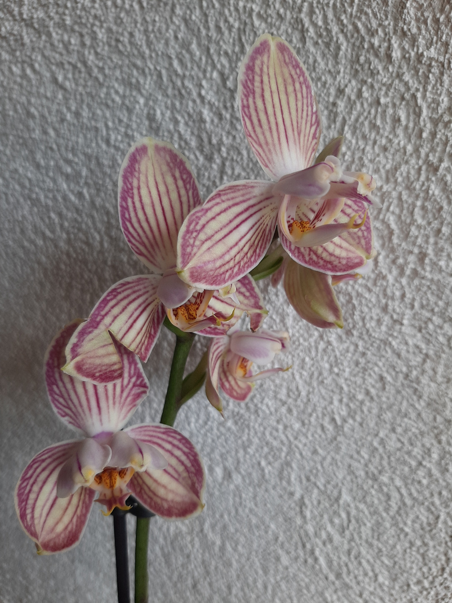 Обложка статьи