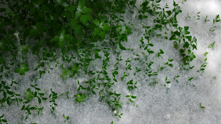    Фото: © РИА Новости/Алексей Мальгавко; 5-tv.ru