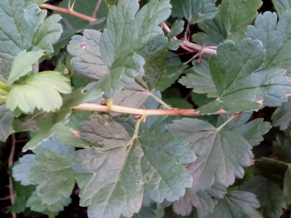 Первые принаки мучнистой росы - порозовевший цвет листьев. Скрин автора с фото инета