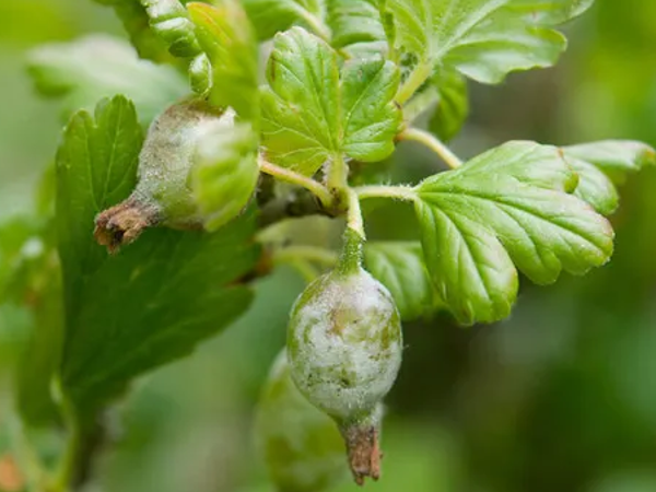 Ягоды, пораженные мучнистой росой, требуют радикальной обрезки. Скрин автора из инета