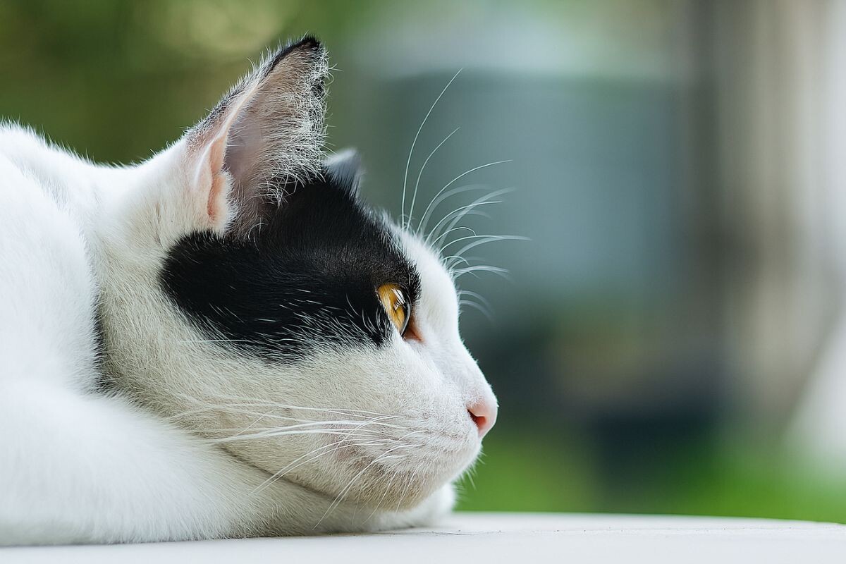 Умеют ли кошки думать 