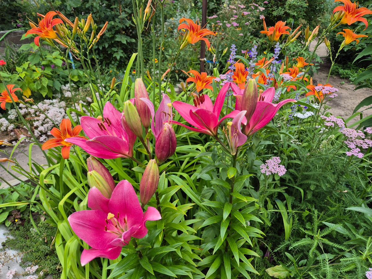 На даче 30 июня.