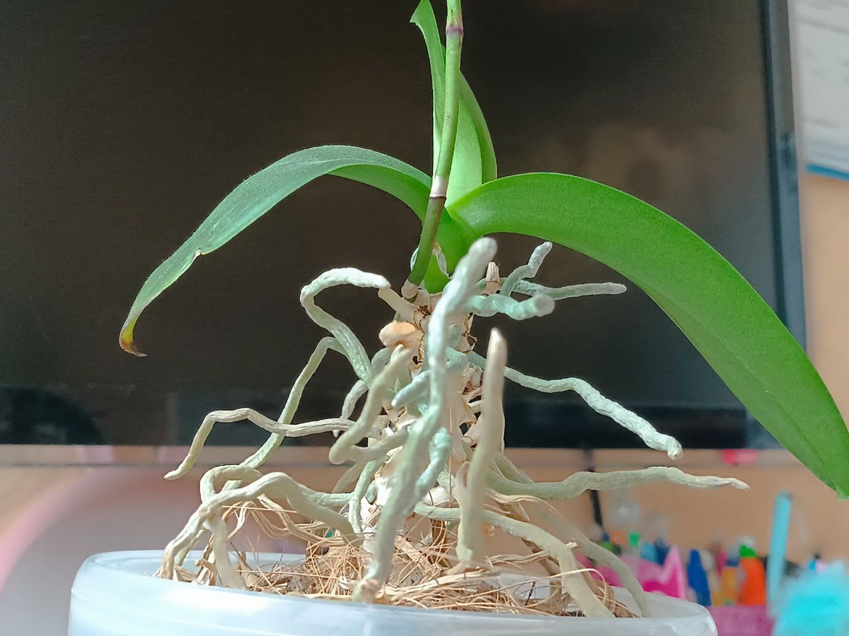 Эта мультифлора со мной с самого начала моего увлечения орхидеями. Давно уже просится омолодить ее, но вот только отцвела.