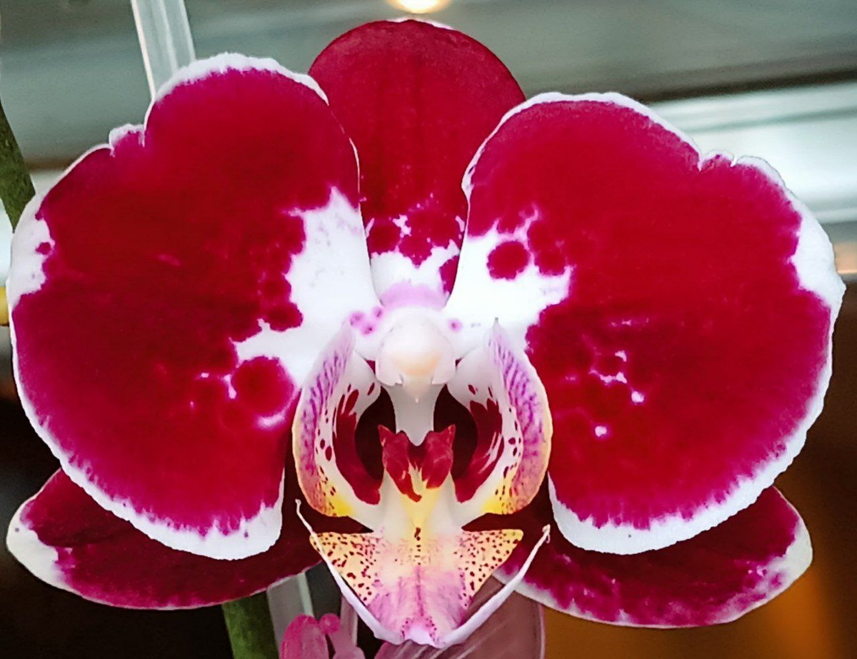 Фаленопсис Miss, я омолаживала и спасала его в 2023, ниже приложу видео. Цветение лето 2025