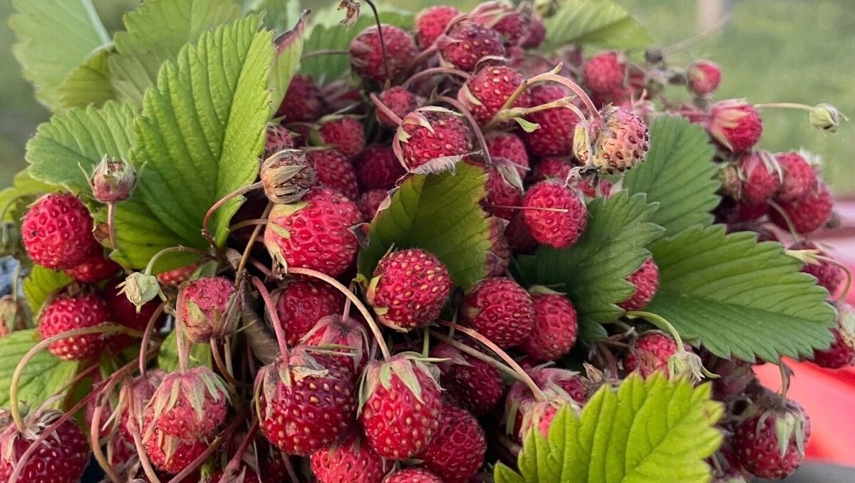     Автор: Оксана Лисавцова Источник: «Тесный Белгород» в ВК (vk.com/tesnobelgorod)