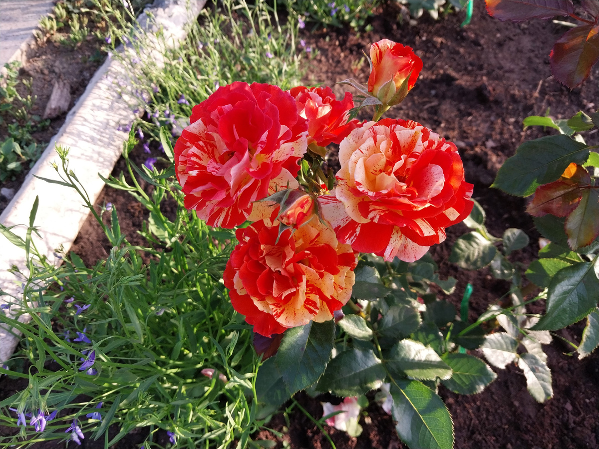 Моя двухцветная красавица - «Oranges and Lemons»