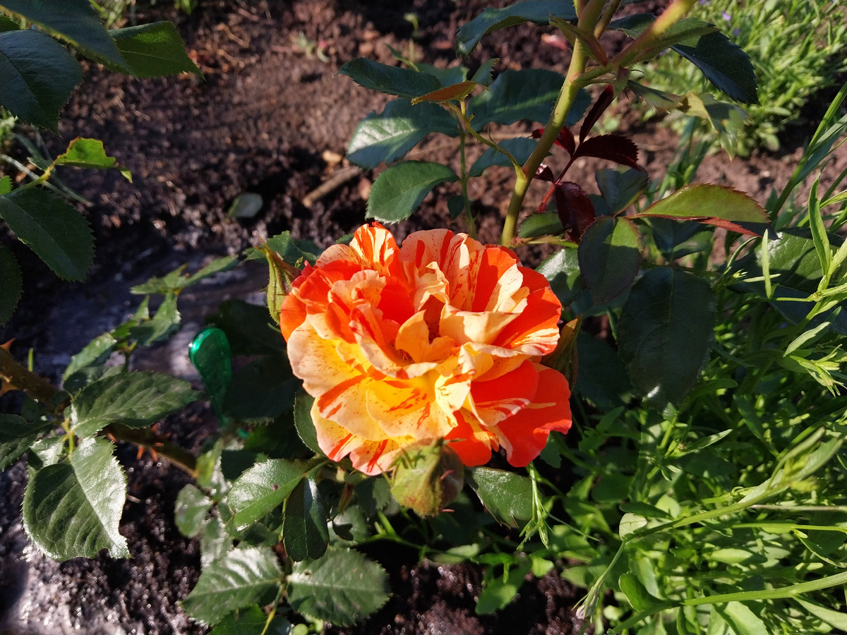 Цвета солнца и летнего тепла.