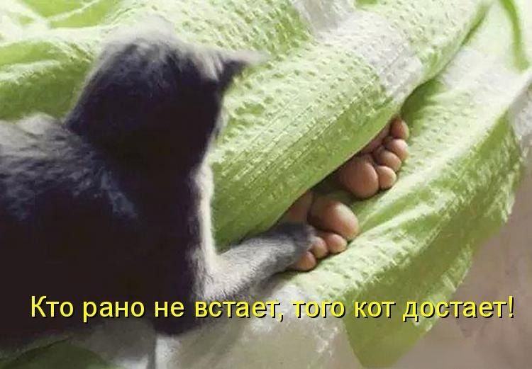 Источник: kotomatricy