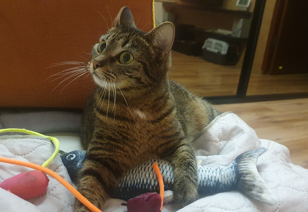 Мне и дома хватает рыбов и мышов