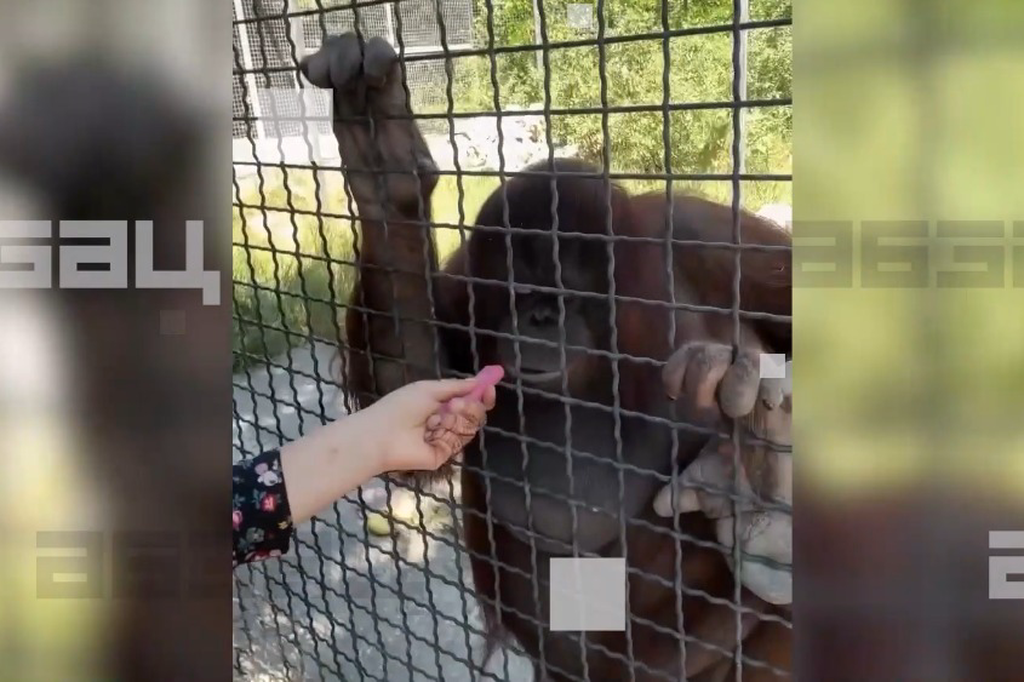    Фото © Telegram / Абзац