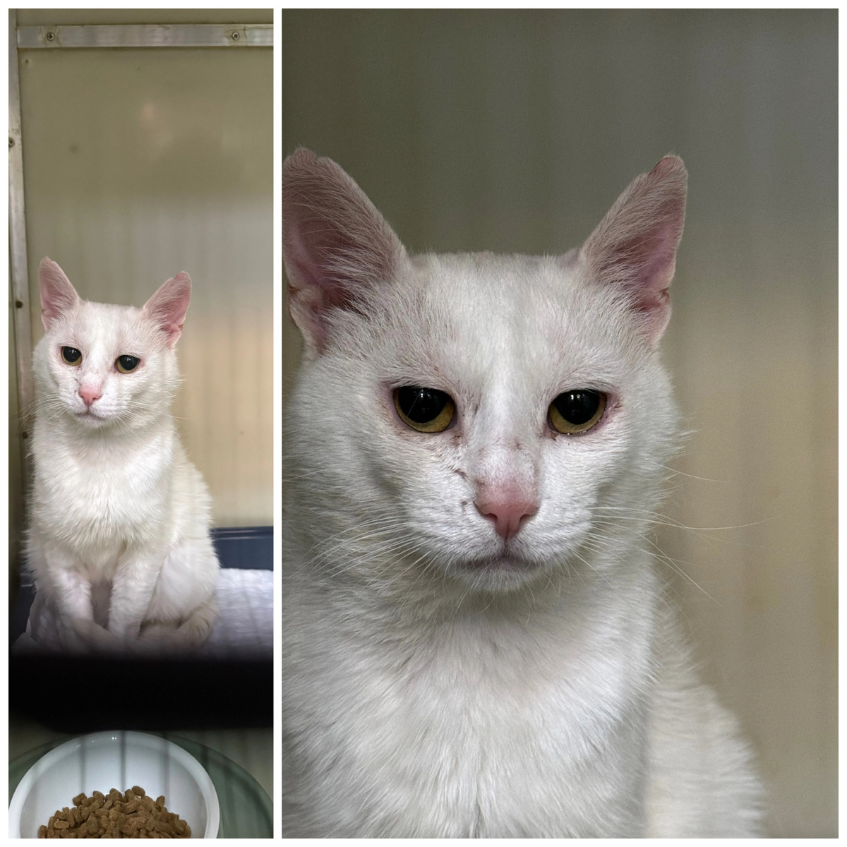 Белоснежный Бри найден на улице.