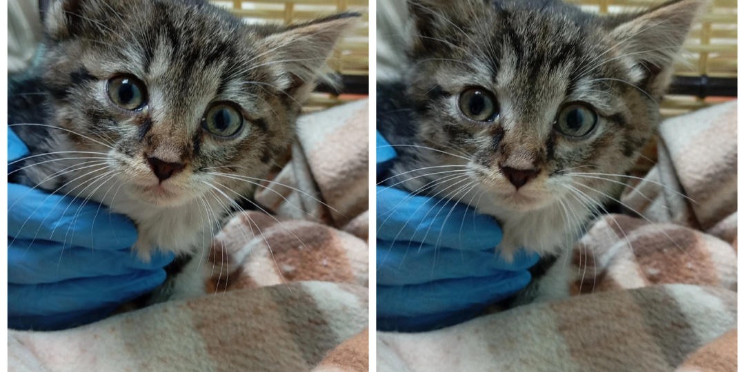 Встречайте пополнение: спасены с улицы, приехали с передержки и отдали по семейным обстоятельствам