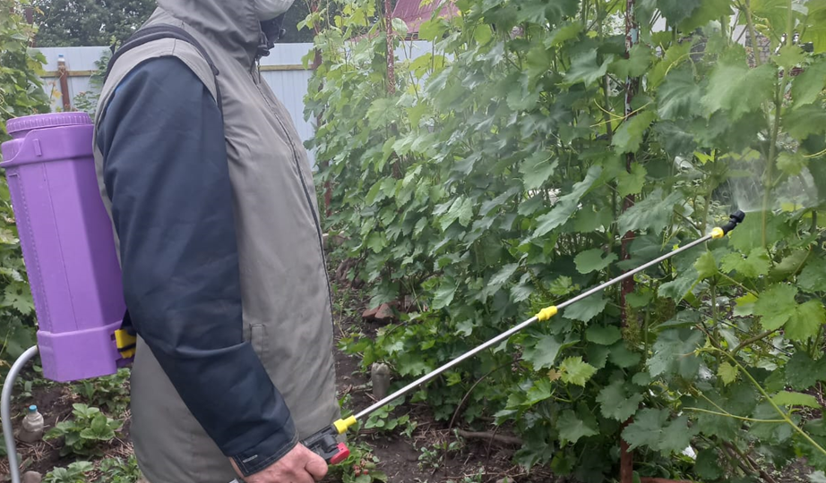 Важная обработка от болезней после цветения винограда.