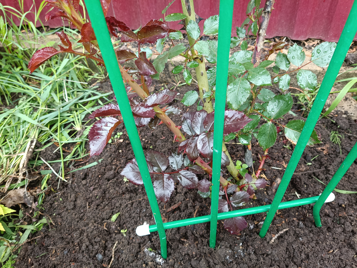 Базальный побег розы имеет красноватые листья.