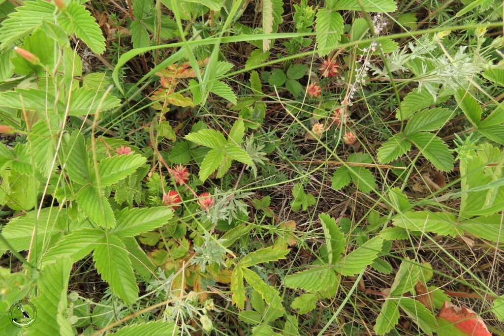     Земляника зелёная, 17.06.2025 Анна Власова